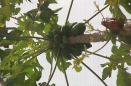 Papaye, fruit comestible du papayer (Carica papaya)